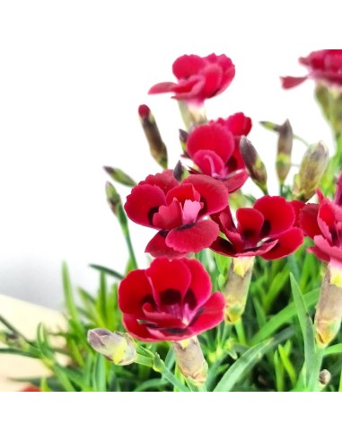 Craveiro Merci Fleuri (floreira 25 cm)