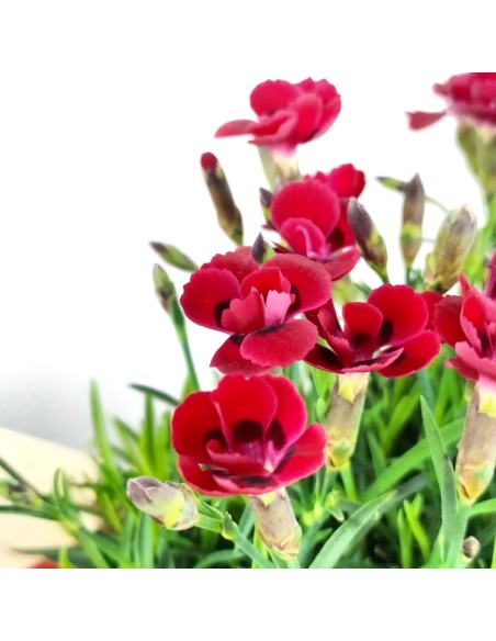Œillet Merci Fleuri (jardinière 25 cm)