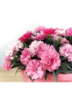 Clavel "I love you" 2