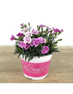 Clavell pink kisses (test 13 cm ø)