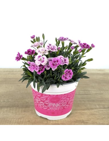 Clavell pink kisses (test 13 cm ø)