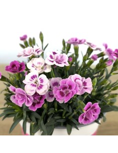 Clavell pink kisses (test 13 cm ø) 2
