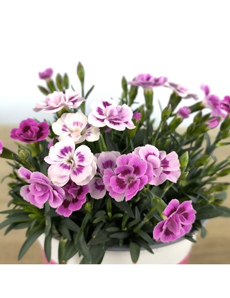 Clavell pink kisses (test 13 cm ø)