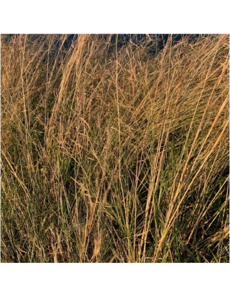 Lygeum spartum