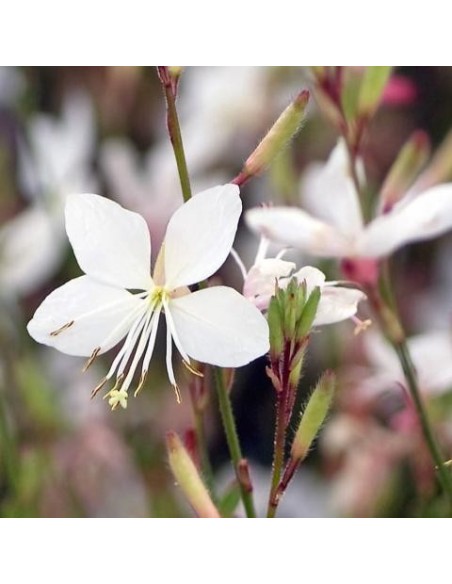 Gaura lindheimeri
