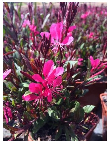 Gaura lindheimeri