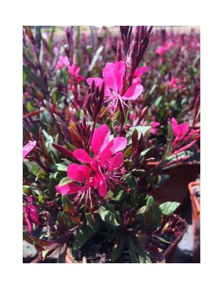 Gaura lindheimeri