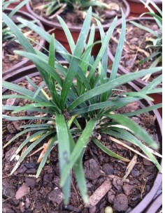 Ophiopogon japonicus 2