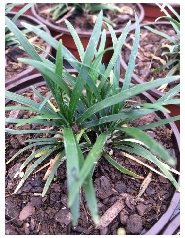 Ophiopogon japonicus