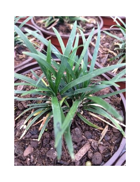 Ophiopogon japonicus