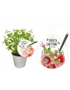 Menta Gin Tonic (test 14 cm Ø)
