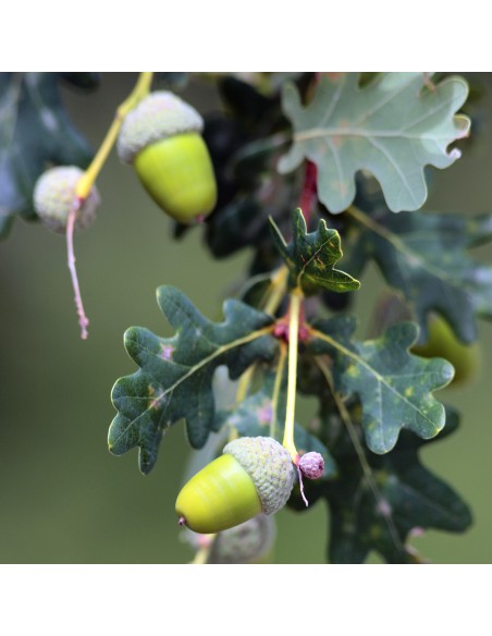 Chêne vert (quercus ilex) (semence forestière 50 plants)