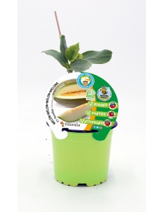 Semis de melon greffée hybride Naturel (pot Ø 12 cm)