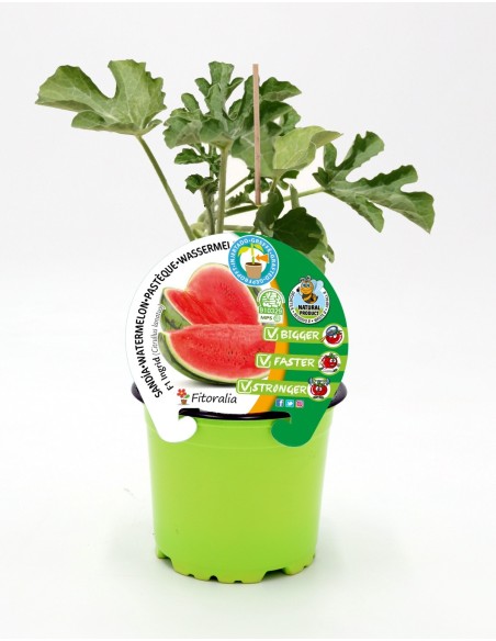 Semis de pastèque greffée hybride naturel (pot Ø 12 cm)