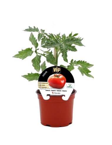 Semis de tomate Bodar hybride naturel (pot 10,5 cm Ø).