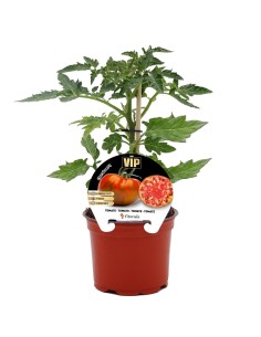 Semis de tomate Cherokee naturel (pot 12 cm Ø)