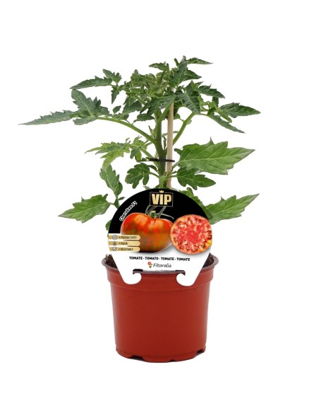 Planter tomàquet Cherokee natural (test 12 cm Ø)
