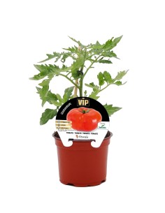Plantel tomate híbrido Montecarlo natural (maceta 12 cm Ø)