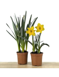 Narciso (maceta 13 cm Ø)