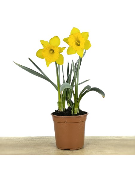Narciso (maceta 13 cm Ø)