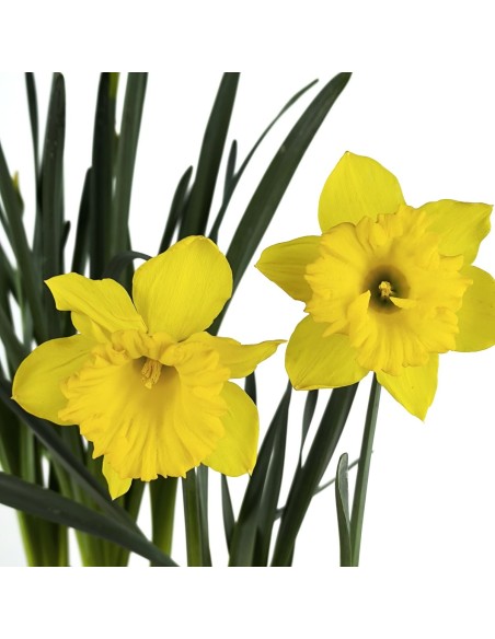 Narciso (maceta 13 cm Ø)