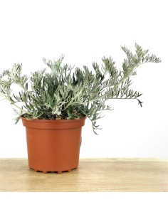Senecio Viravira (maceta 10,5 cm Ø)