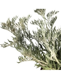 Senecio Viravira (maceta 10,5 cm Ø) 2