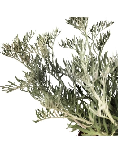 Senecio Viravira (test 10,5 cm Ø)