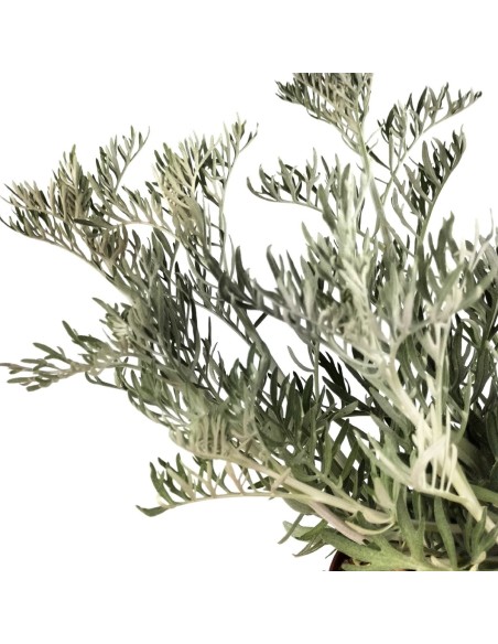 Senecio Viravira (test 10,5 cm Ø)