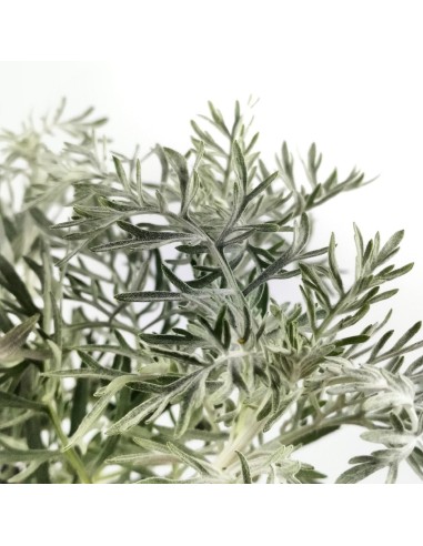 Senecio Viravira (test 10,5 cm Ø)
