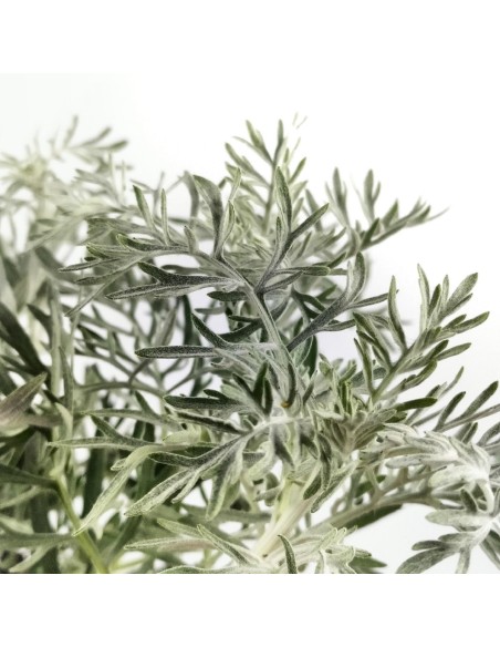 Senecio Viravira (test 10,5 cm Ø)