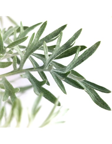 Senecio Viravira (test 10,5 cm Ø)