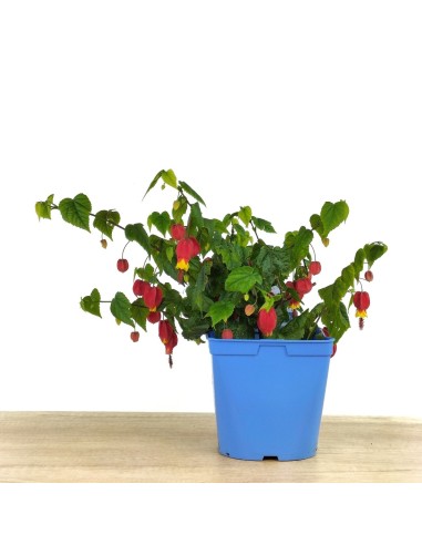 Abutilon megapotanicum (test 15 cm Ø)