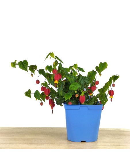 Abutilon megapotanicum (pot 15 cm Ø)