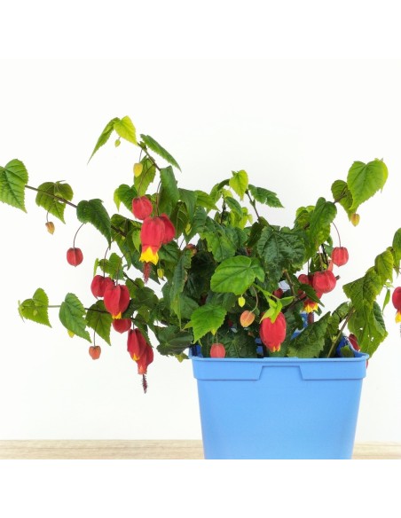 Abutilon megapotanicum (vaso 15 cm Ø)