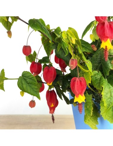 Abutilon megapotanicum (vaso 15 cm Ø)