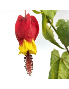 Abutilon megapotanicum (maceta 15 cm Ø) 2