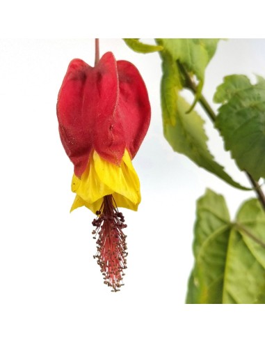Abutilon megapotanicum (test 15 cm Ø)