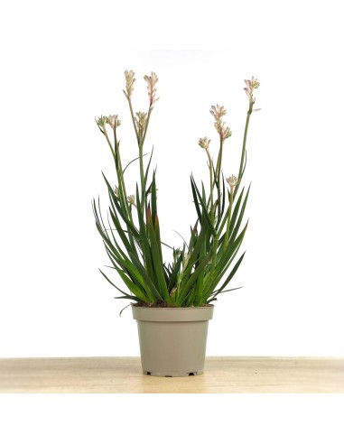 Anigozanthos (pot 13 cm Ø)