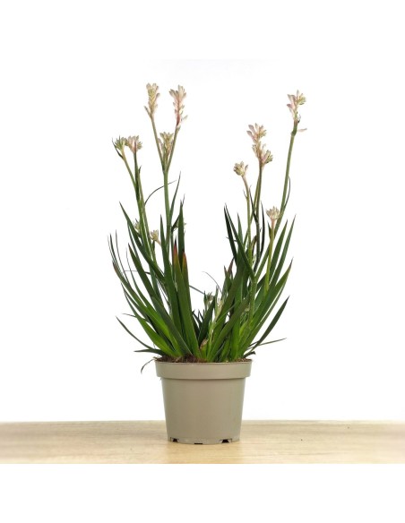 Anigozanthos (maceta 13 cm Ø)