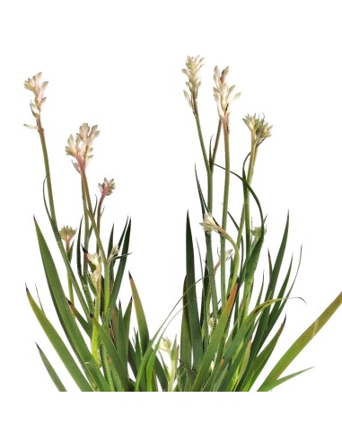 Anigozanthos (test 13 cm Ø)