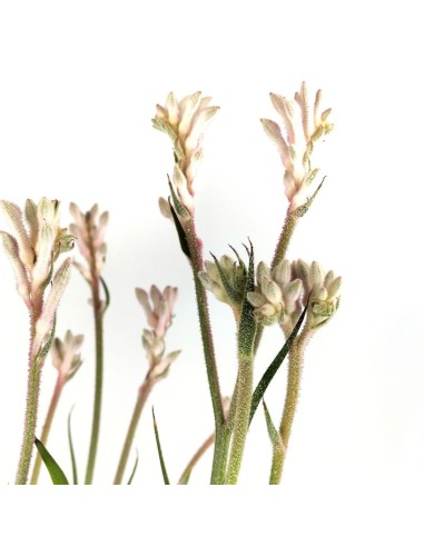 Anigozanthos (vaso 13 cm Ø)
