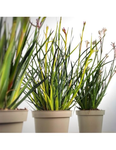 Anigozanthos (test 13 cm Ø)
