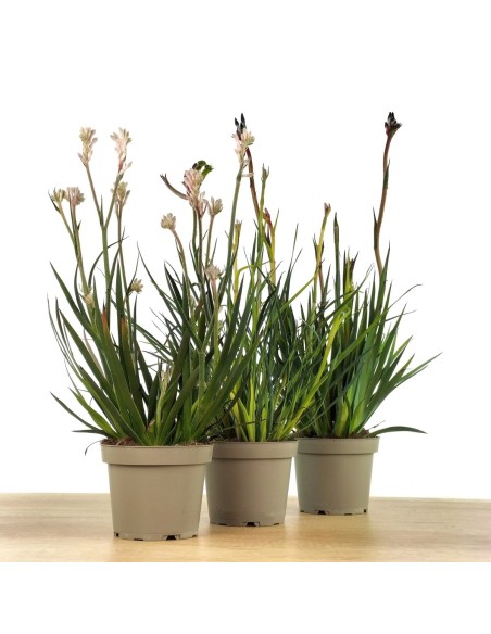 Anigozanthos (maceta 13 cm Ø)