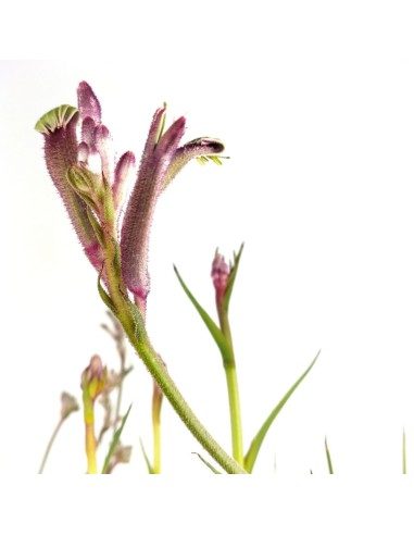 Anigozanthos (test 13 cm Ø)