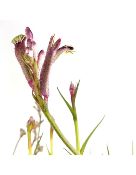 Anigozanthos (pot 13 cm Ø)