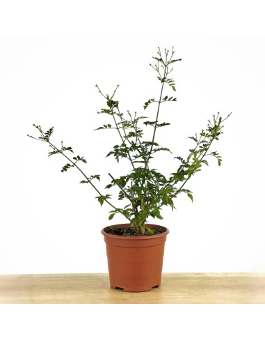 Gessamí grandiflorum o gessamí andalús