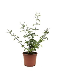 Gessamí grandiflorum o gessamí andalús 2