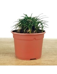 Ophiopogon japonicus