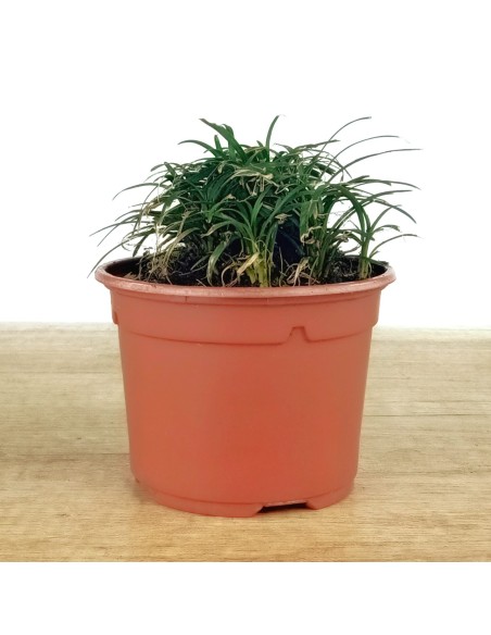 Ophiopogon japonicus